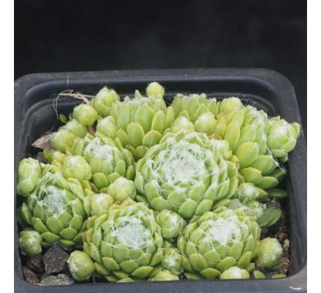 Sempervivum GARE DE BOUSES