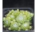 Sempervivum GARE DE BOUSES
