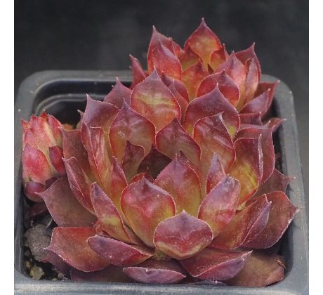 Sempervivum CAVO DARO