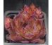 Sempervivum CAVO DARO