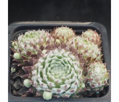Sempervivum GEORGIA ROWAN