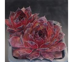 Sempervivum GERI MORI
