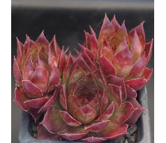 Sempervivum GIPSY