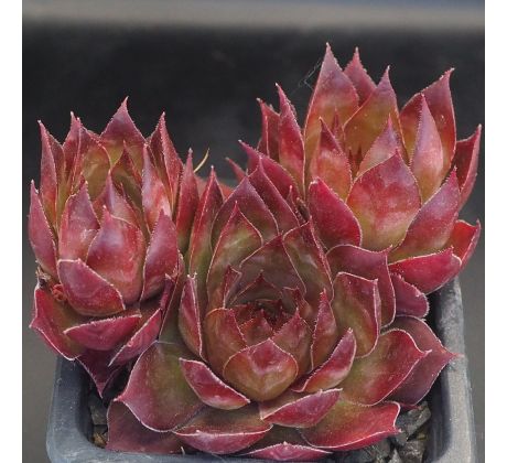 Sempervivum GIPSY