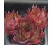 Sempervivum GIPSY