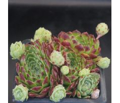 Sempervivum GOLD AUB