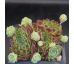 Sempervivum GOLD AUB