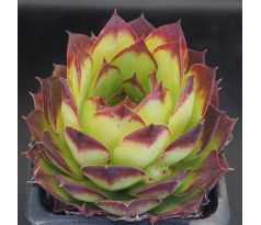Sempervivum GOLEM