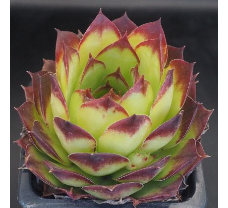 Sempervivum GOLEM