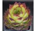 Sempervivum GOLEM