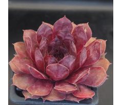 Sempervivum GOSINE
