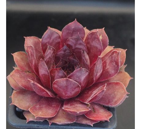 Sempervivum GOSINE