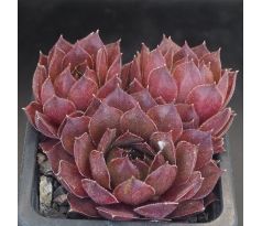 Sempervivum ORANGE BUTTON