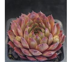 Sempervivum GRATIANA