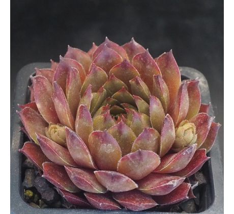 Sempervivum GRATIANA