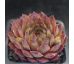 Sempervivum GRATIANA