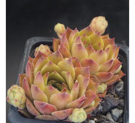 Sempervivum PFÄLZER BLÄSSE