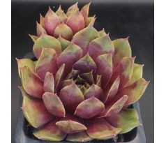 Sempervivum HAVENDIJKS GIANT