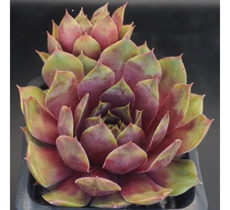 Sempervivum HAVENDIJKS GIANT