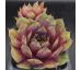 Sempervivum HAVENDIJKS GIANT