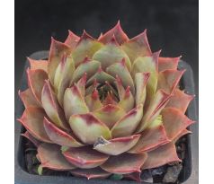 Sempervivum GREY GREEN