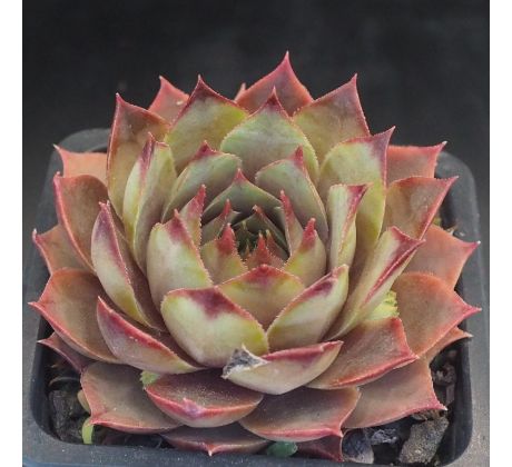 Sempervivum GREY GREEN