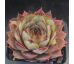 Sempervivum GREY GREEN